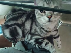 -lincat·猫舍(广州店)