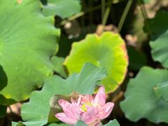 -陈家山荷花公园