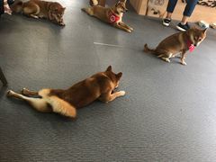 -柴源莊·柴小宠柴犬咖啡