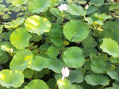 -羊亭河湿地公园