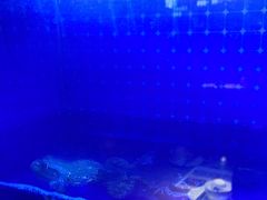 -蜀香三绝·牛蛙·烤鱼·天府炒鸡(安丘泰华店)