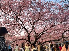 -东湖磨山景区樱花园-停车场