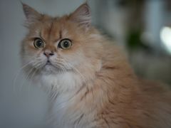 -李小姐の猫咖啡馆(五角场店)