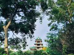 -桂湖森林公园