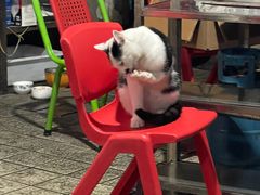 -北大街红丽涮牛肚火锅店