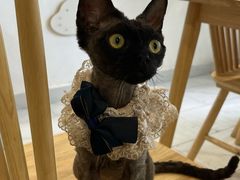 -楼上猫咖(罗湖店)