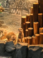 -Zoolung Zoolung动物主题公园(海信广场店)