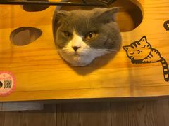 -名猫咖啡馆·撸猫·拼豆