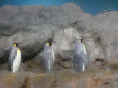 -新加坡飞禽公园