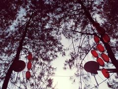 -铁山坪森林公园