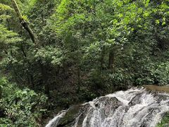 -莫里热带雨林景区
