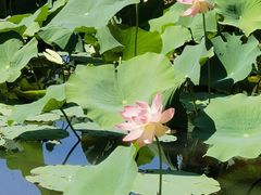 -墨尔本皇家植物园
