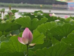 -莲花池公园