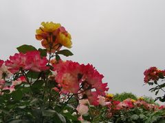 -大兴世界月季主题园