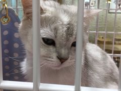 -藏猫猫咖啡主题馆(中央大道店)