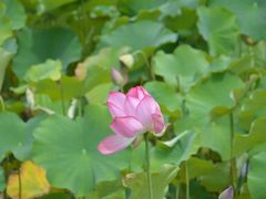 -贵阳市花溪国家城市湿地公园
