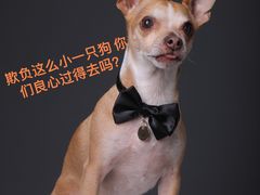 -瑞派·爱瑞可动物医院·口腔专科(广华新城分院)