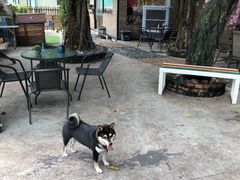 景观位-柴犬高等学院·狗咖·柴犬售卖·宠物训练