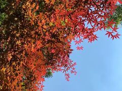 -昆明植物园
