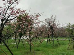 -天适樱花悠乐园