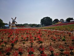 -松山湖梦幻百花洲