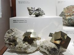 -上海自然博物馆