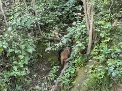 -野象谷景区