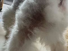 -爱侣宠医·鹦鹉专科·小型哺乳类·异宠专科(灵石路店)