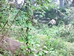 国宝-成都大熊猫繁育研究基地
