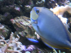 -悉尼海洋生物水族馆