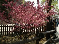 -朝阳公园游乐园