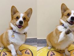 -萌宠之家·腊肠犬·马尔泰·小体犬舍