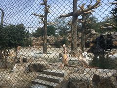 -石家庄市动物园