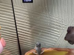 -酷以爬仙阁实体爬宠店·守宫·蜥蜴·专业繁育