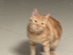 -秋霞圃