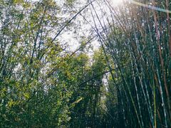 -羚羊峡古栈道森林公园