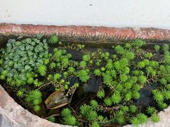 -马村鱼头