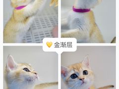 -lincat·猫舍(广州店)