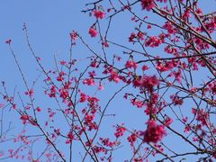 -田野绿世界
