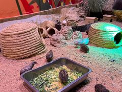 -正佳雨林生态植物园