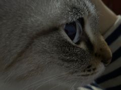 -瑞派·关忠动物医院·猫专科·犬专科(三环新城店)