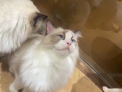 -1013 PET SHOP精品宠物商店(丁香店)