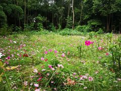 -桤木河湿地公园