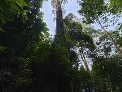 -西双版纳原始森林公园