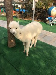 -萌宠亲子动物乐园(槐房万达店)