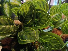 -湘当爱·鲜煮现炒(松岗立业路店)