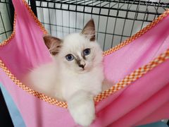 -关爱动物医院·心脏·中兽医·异宠(金牛路分院)