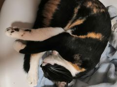 -PETKIT小佩宠物(古北店)