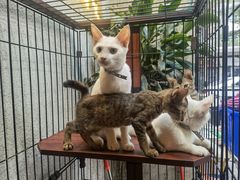 -七叔是岛民(花基新村店)