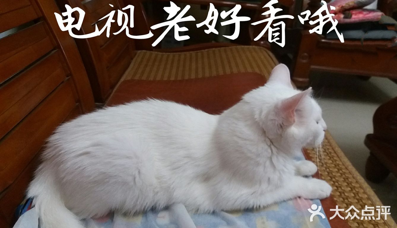 👩我家主子🐱🐱的日常👍👍